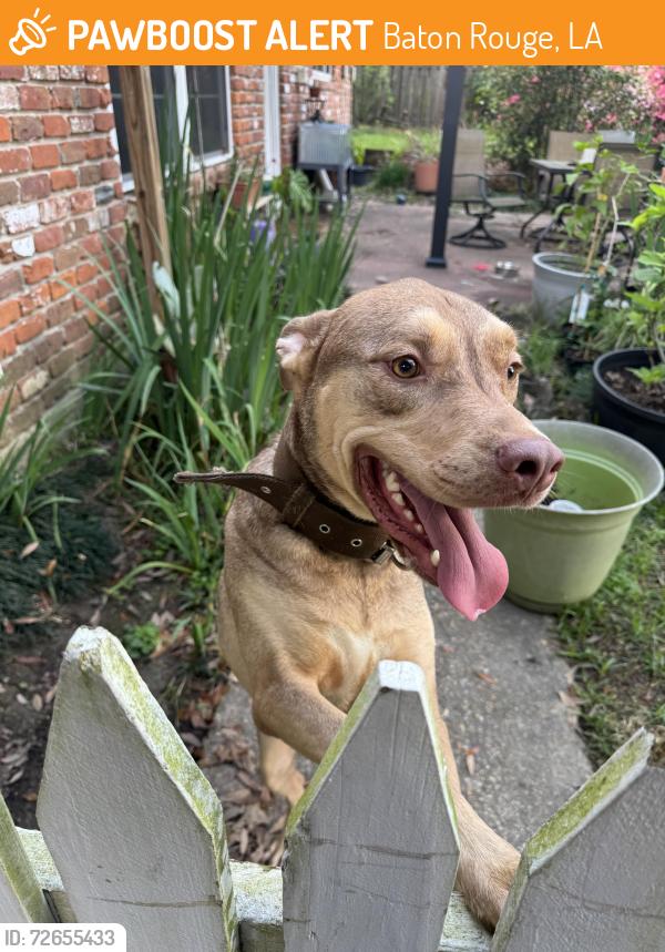 Found/Stray Male Dog last seen Florida and Lobdell, Baton Rouge, LA 70806