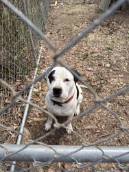 Found/Stray Male Dog last seen Morris Rd, Gaylesville, AL 35973