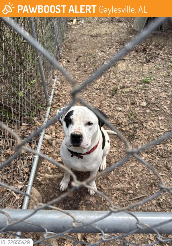 Found/Stray Male Dog last seen Morris Rd, Gaylesville, AL 35973