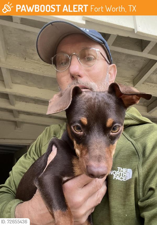 Found/Stray Male Dog last seen Hulen , Fort Worth, TX 76107