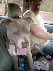Found/Stray Female Dog last seen Medical park dr, Birmingham, AL 35235