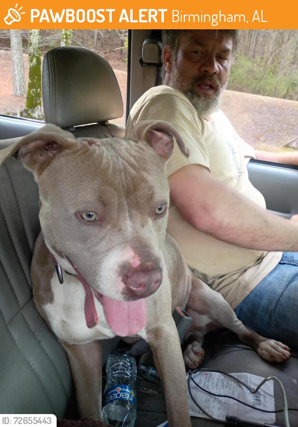 Found/Stray Female Dog last seen Medical park dr, Birmingham, AL 35235