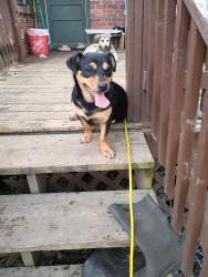 Found/Stray Female Dog last seen Medical park dr, Birmingham, AL 35235