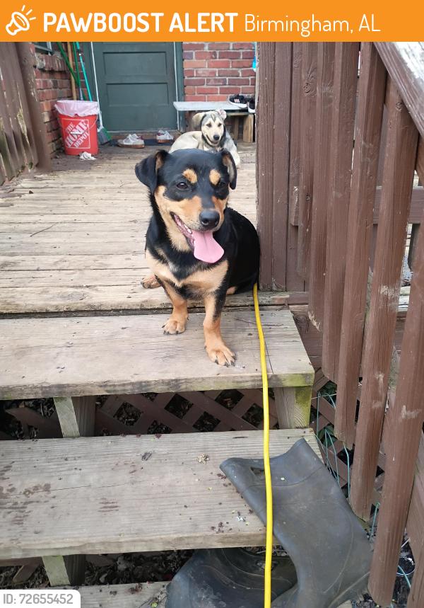 Found/Stray Female Dog last seen Medical park dr, Birmingham, AL 35235