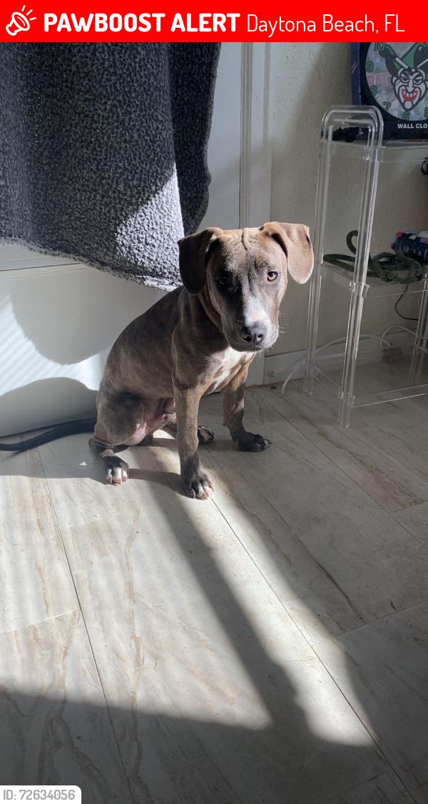 Lost Male Dog last seen Humane society , Daytona Beach, FL 32118