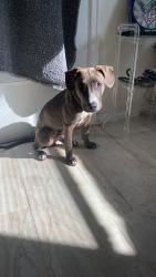 Lost Male Dog last seen Humane society , Daytona Beach, FL 32118