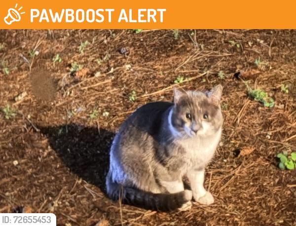 Found/Stray Unknown Cat last seen NE 190th street and 33rd Ave NE, Lake Forest Park, WA 98155