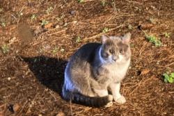 Found/Stray Unknown Cat last seen NE 190th street and 33rd Ave NE, Lake Forest Park, WA 98155