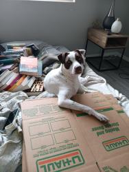 Lost Male Dog last seen 83rd ave and olive road, Peoria, AZ 85345