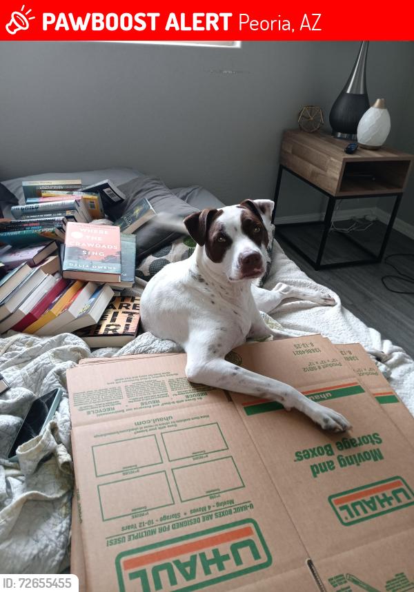 Lost Male Dog last seen 83rd ave and olive road, Peoria, AZ 85345