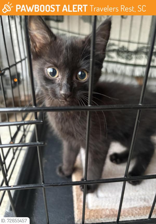 Found/Stray Unknown Cat last seen Montford Court Travelers Rest- Wexford, Travelers Rest, SC 29690