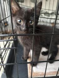 Found/Stray Unknown Cat last seen Montford Court Travelers Rest- Wexford, Travelers Rest, SC 29690