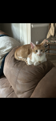 Lost Male Cat last seen Timberlake/Timberidge subdivision , Spring, TX 77380