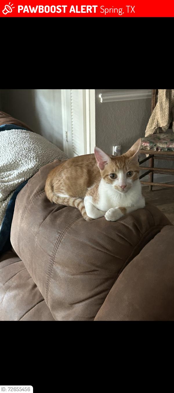 Lost Male Cat last seen Timberlake/Timberidge subdivision , Spring, TX 77380