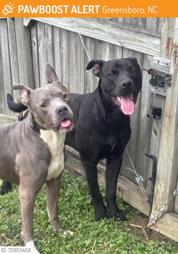 Found/Stray Male Dog last seen gramercy park dr, Greensboro, NC 27406