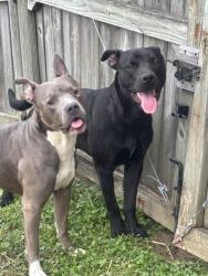Found/Stray Male Dog last seen gramercy park dr, Greensboro, NC 27406