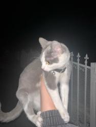 Found/Stray Female Cat last seen Avenue 53 and Monte Vista, Los Angeles, CA 90042