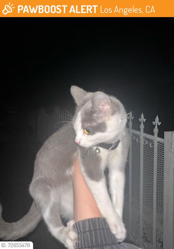 Found/Stray Female Cat last seen Avenue 53 and Monte Vista, Los Angeles, CA 90042
