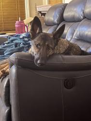Lost Female Dog last seen Hwy 129, Claxton, GA 30417