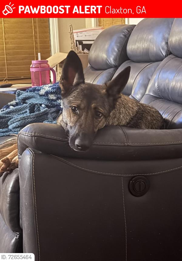 Lost Female Dog last seen Hwy 129, Claxton, GA 30417