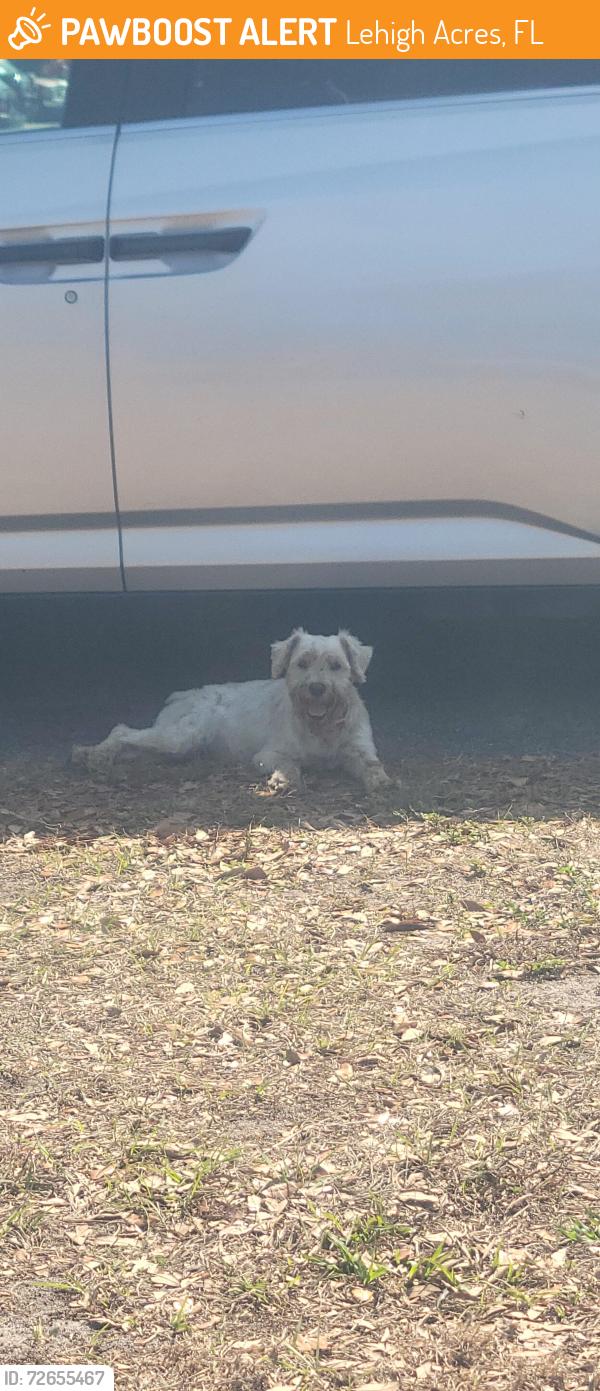 Found/Stray Female Dog last seen Near Alabama rd s Lehigh Acres, Florida 33936, Lehigh Acres, FL 33936
