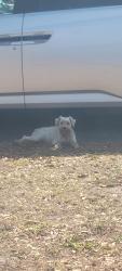 Found/Stray Female Dog last seen Near Alabama rd s Lehigh Acres, Florida 33936, Lehigh Acres, FL 33936