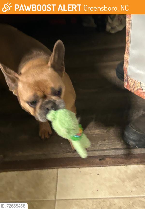 Found/Stray Female Dog last seen Unknown, Greensboro, NC 27406