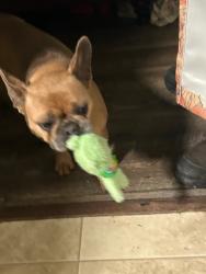 Found/Stray Female Dog last seen Unknown, Greensboro, NC 27406