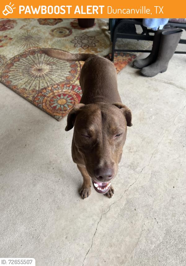 Found/Stray Female Dog last seen Big Stone Gap and Green Hills Rd, Duncanville, TX 75137