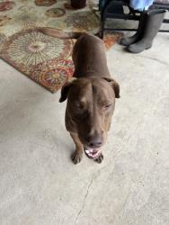 Found/Stray Female Dog last seen Big Stone Gap and Green Hills Rd, Duncanville, TX 75137