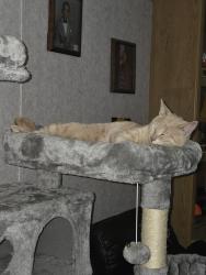 Lost Male Cat last seen Riedville Rd, Spartanburg County, SC 29301