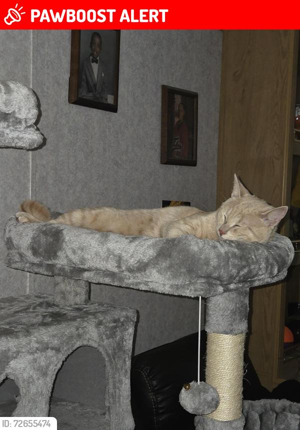 Lost Male Cat last seen Riedville Rd, Spartanburg County, SC 29301