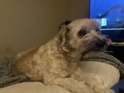 Lost Male Dog last seen Porter Rd & Pecan Ln, Las Cruces, NM 88011
