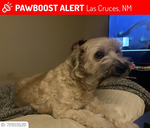 Lost Male Dog last seen Porter Rd & Pecan Ln, Las Cruces, NM 88011