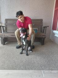 Found/Stray Female Dog last seen El Dorado and NW 4th St, Cape Coral, FL 33990