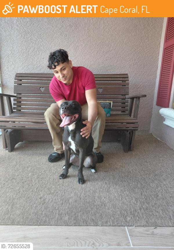 Found/Stray Female Dog last seen El Dorado and NW 4th St, Cape Coral, FL 33990