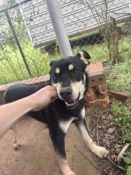Found/Stray Male Dog last seen Bessemer super hwy and Aaron aaranov dr, Midfield, AL 35228