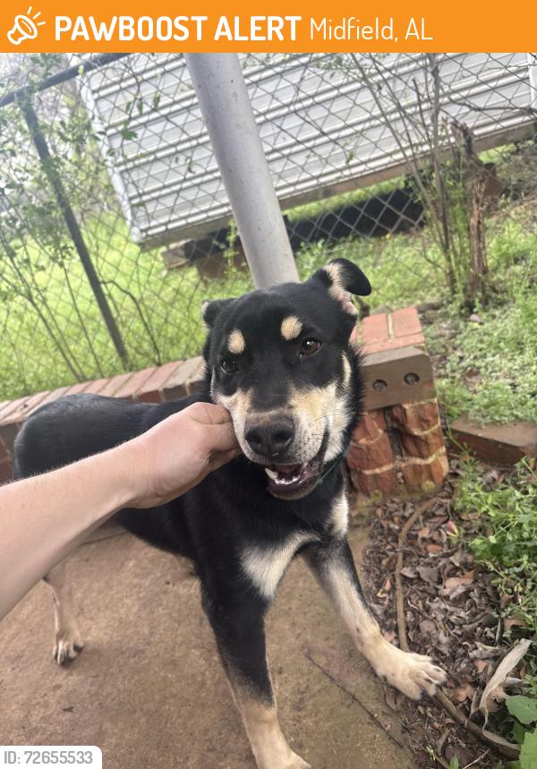 Found/Stray Male Dog last seen Bessemer super hwy and Aaron aaranov dr, Midfield, AL 35228