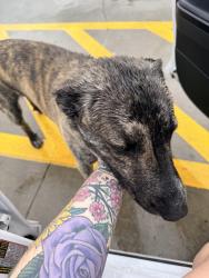Found/Stray Male Dog last seen Chick fil a, Memphis, TN 38122
