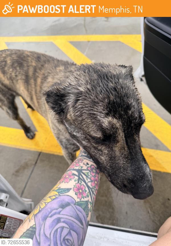Found/Stray Male Dog last seen Chick fil a, Memphis, TN 38122