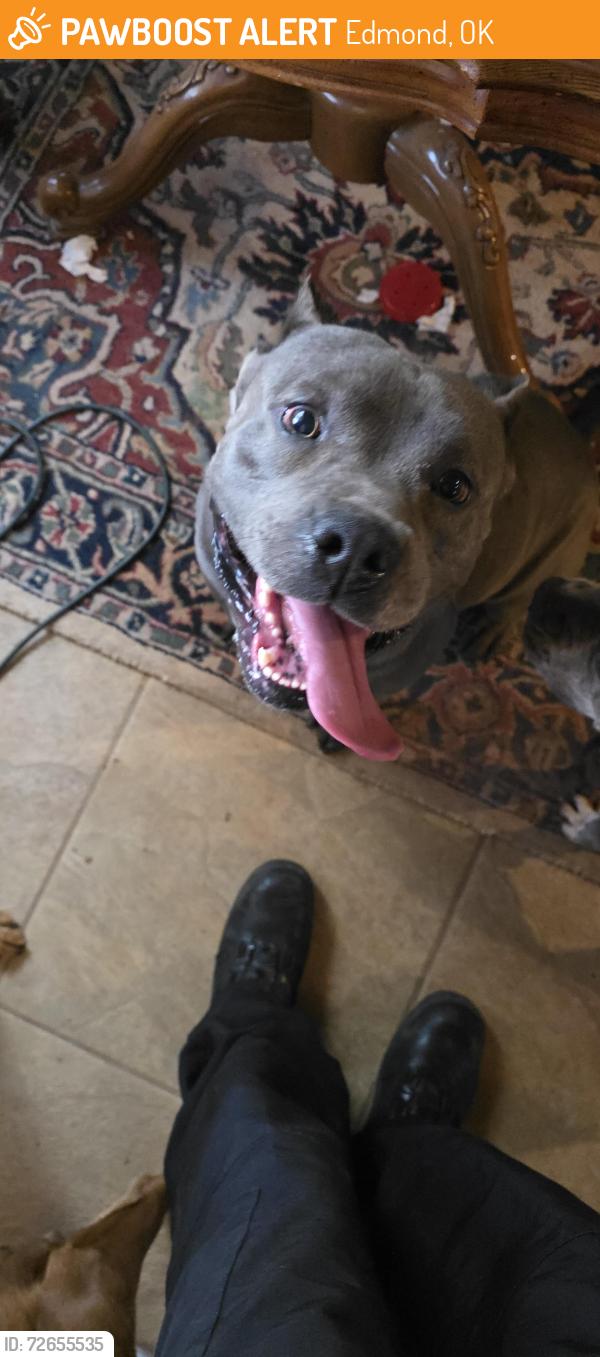Found/Stray Male Dog last seen 192nd and western, Edmond, OK 73012