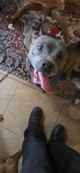 Found/Stray Male Dog last seen 192nd and western, Edmond, OK 73012