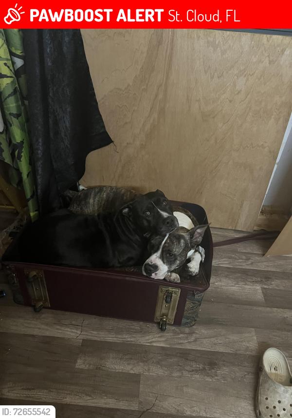 Lost Female Dog last seen St. Cloud Florida packard ave, St. Cloud, FL 34772