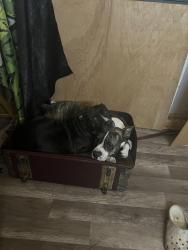 Lost Female Dog last seen St. Cloud Florida packard ave, St. Cloud, FL 34772