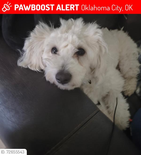 Lost Male Dog last seen Nw 23rd , Oklahoma City, OK 73107