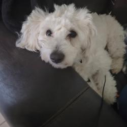 Lost Male Dog last seen Nw 23rd , Oklahoma City, OK 73107