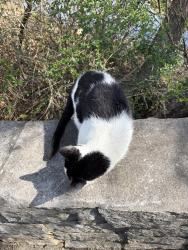Found/Stray Unknown Cat last seen The lake in chimney springs, Marietta, GA 30062