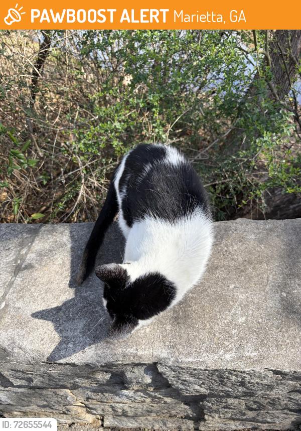 Found/Stray Unknown Cat last seen The lake in chimney springs, Marietta, GA 30062