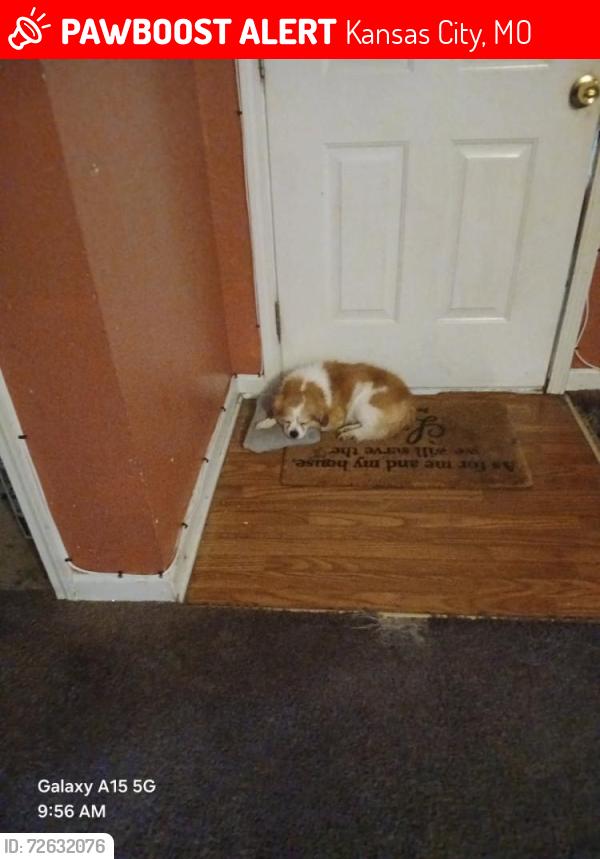 Lost Male Dog last seen 11th Monroe/13th or 14th Garfield KCMO, Kansas City, MO 64106