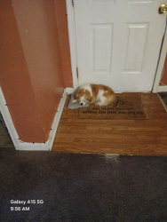 Lost Male Dog last seen 11th Monroe/13th or 14th Garfield KCMO, Kansas City, MO 64106
